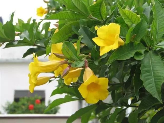 硬枝黄蝉的花期在每年的5—8月,花形比软枝黄蝉要小,形状像是一个