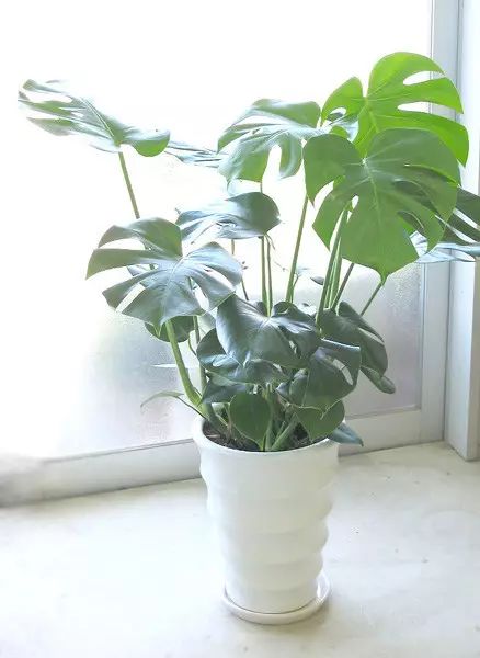 红掌风水摆放禁忌_红掌寓意什么_红掌的风水寓意