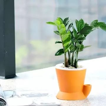 红掌寓意什么_红掌的风水寓意_红掌风水摆放禁忌