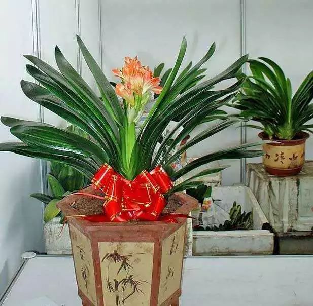 红掌的风水寓意_红掌风水摆放禁忌_红掌寓意什么