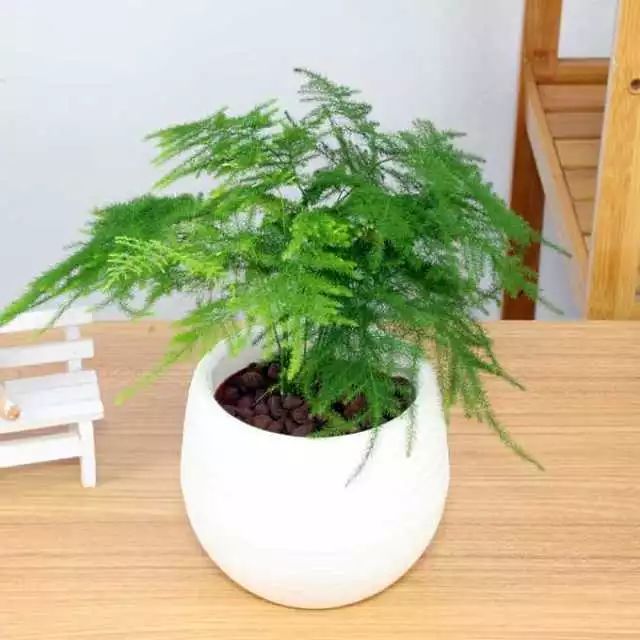 红掌的风水寓意_红掌寓意什么_红掌风水摆放禁忌