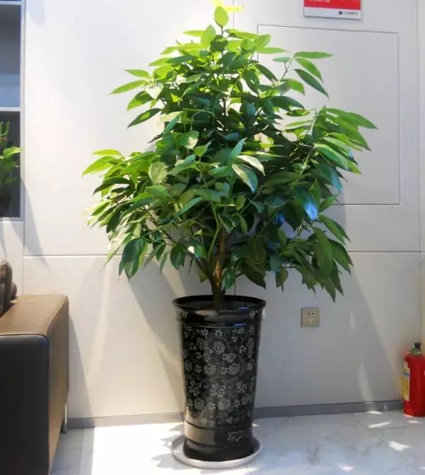 红掌寓意什么_红掌的风水寓意_红掌风水摆放禁忌