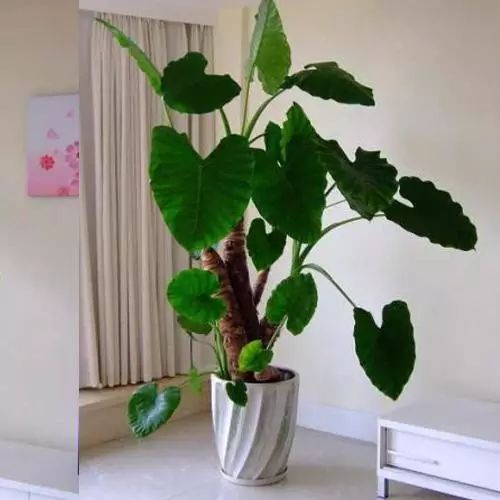 红掌风水摆放禁忌_红掌寓意什么_红掌的风水寓意