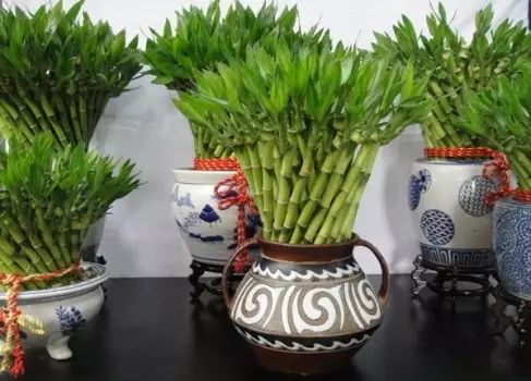 红掌的风水寓意_红掌风水摆放禁忌_红掌寓意什么