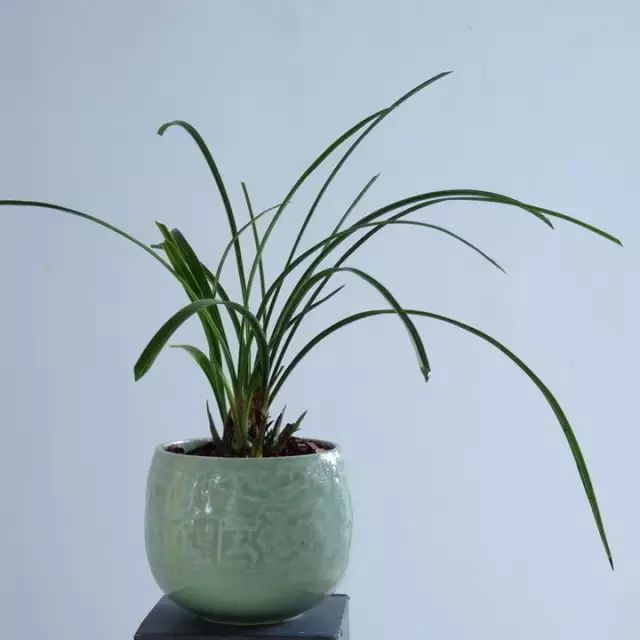 红掌寓意什么_红掌的风水寓意_红掌风水摆放禁忌
