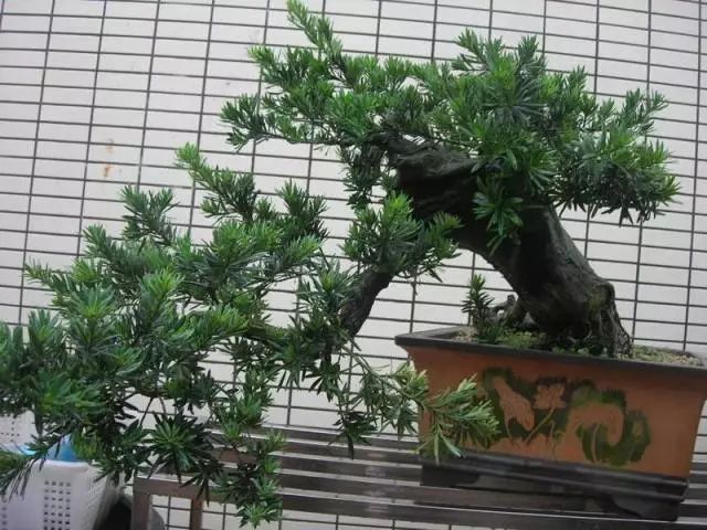 红掌风水摆放禁忌_红掌寓意什么_红掌的风水寓意