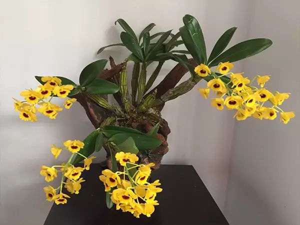 红掌的风水寓意_红掌寓意什么_红掌风水摆放禁忌