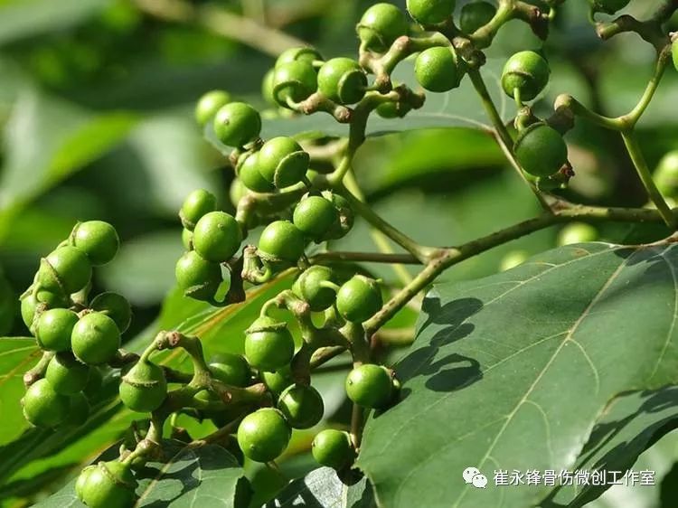 hovenia acerba),为鼠李科枳椇属植物,落叶阔叶高大乔木,树高可达30米