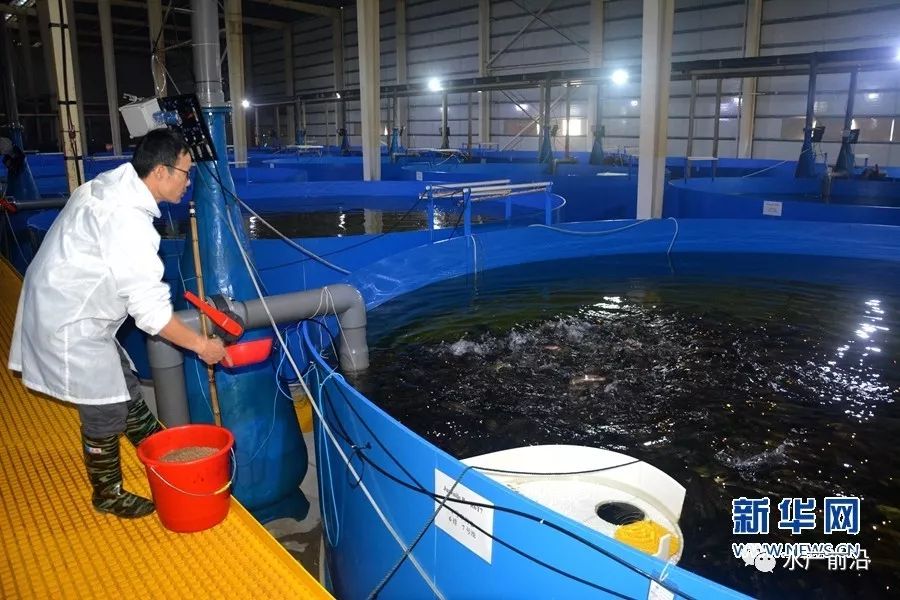 让价格不菲的深海鱼离开大海搬到了陆地生活,实现了在室内养殖深海鱼