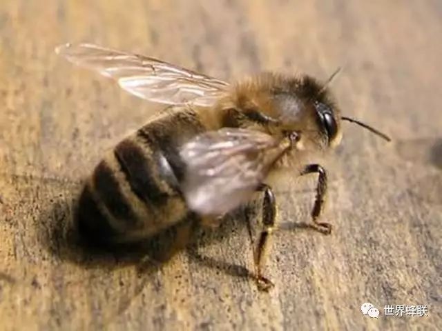 蜜蜂养殖技术 雄蜂生物学习性