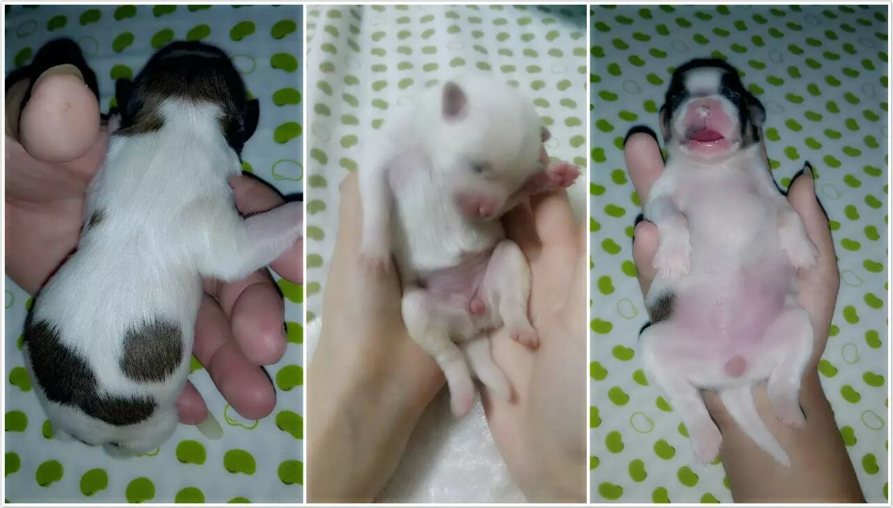 人狗奇缘丨怀孕流浪狗乐刻健身房寻亲记-怀孕期