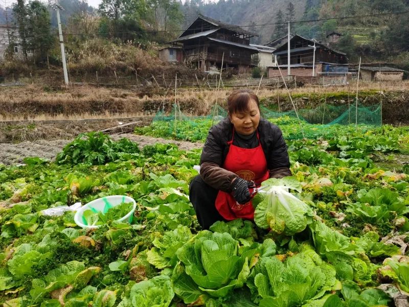 记者在潘年英老家黔东南苗族侗族自治州天柱县盘杠村见到了阿包。彭晓玲拍摄