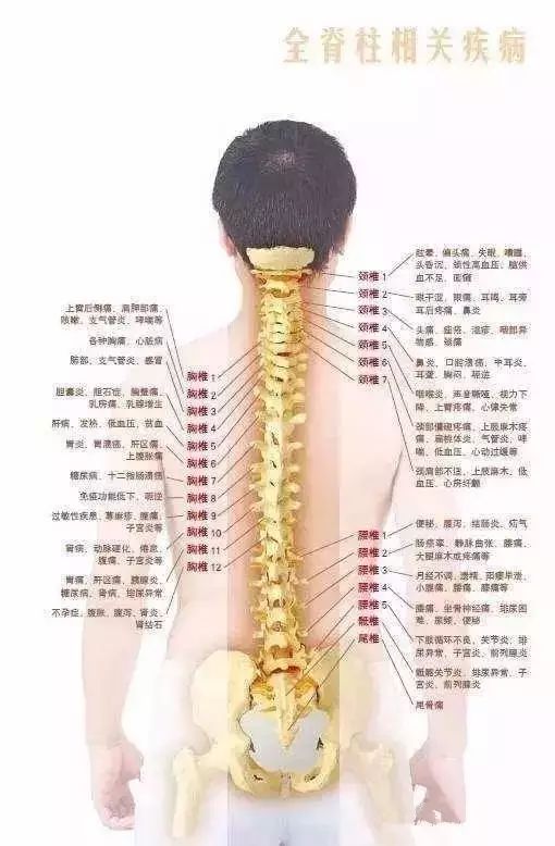 这是因为我们的胸椎周围有肋骨牵拉保护着,形成了一种力的相互作用,以