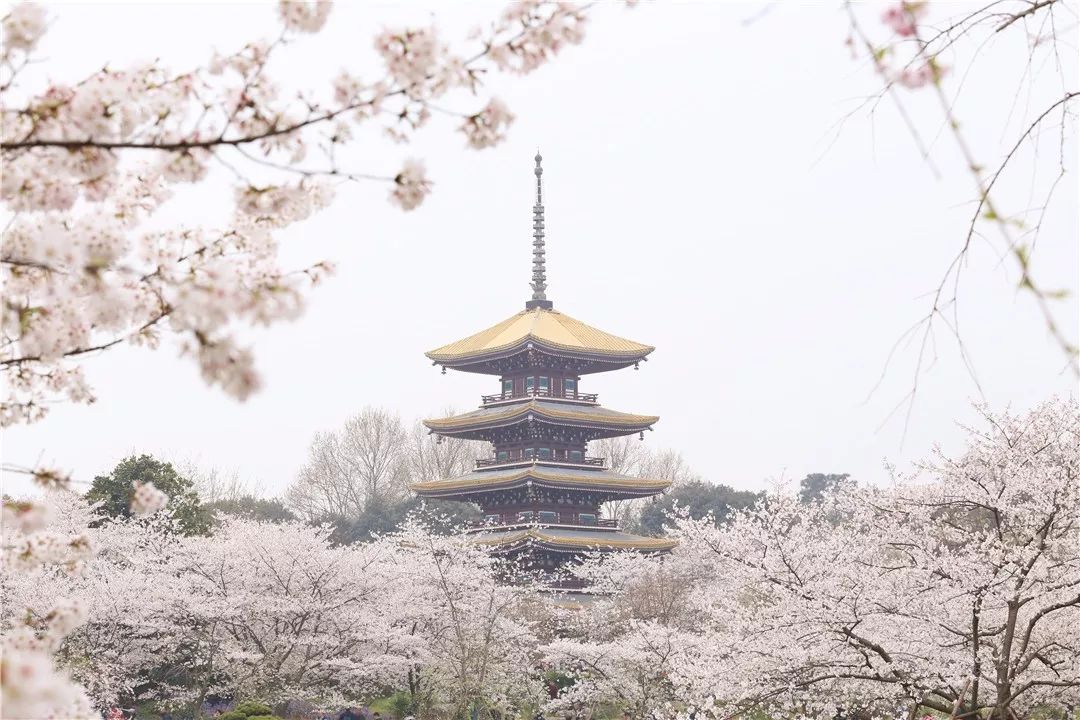 东湖磨山樱花园