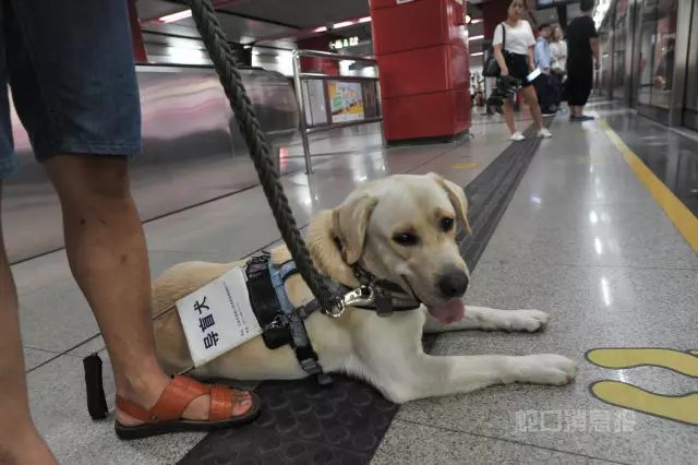 南山首条导盲犬亮相 与盲人夫妇的日常暖哭了!