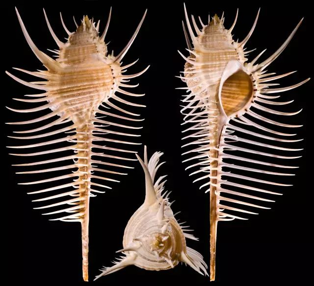 学名( murex pecten),腹足纲,骨螺科,又名栉棘骨螺,分布于中国台湾