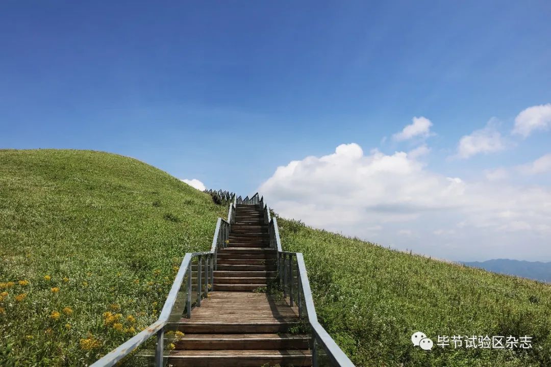 毕节韭菜坪盛花期来了,旅游攻略在此-贵州网