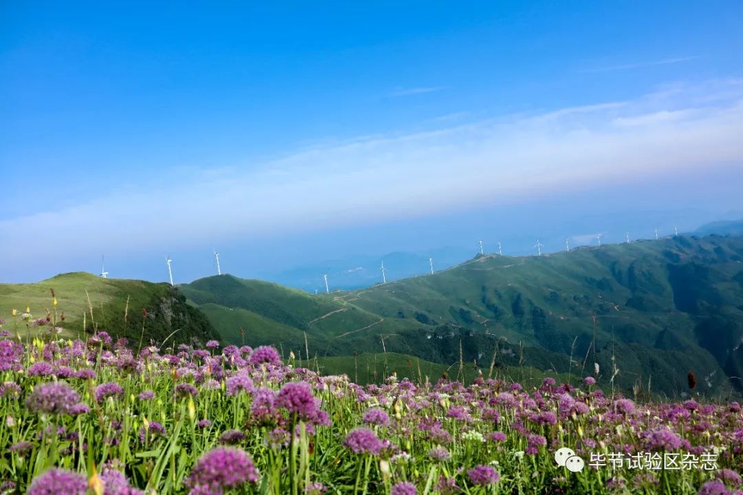 毕节韭菜坪盛花期来了旅游攻略在此