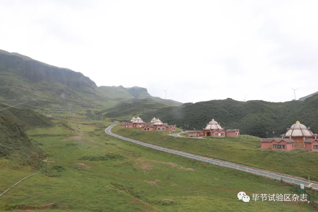 毕节韭菜坪盛花期来了旅游攻略在此