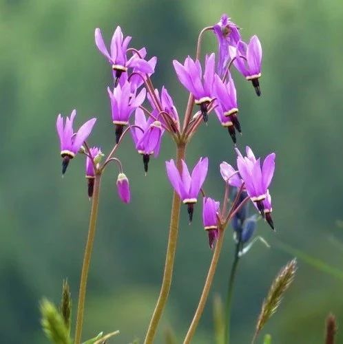 李健《紫罗兰》, 最美的季节