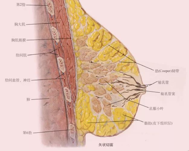 乳腺结构