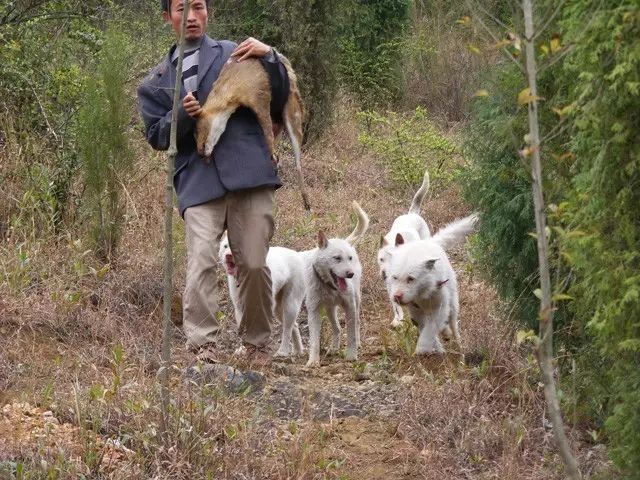 下司犬是中华名犬还是世界名犬?国人要记住了!