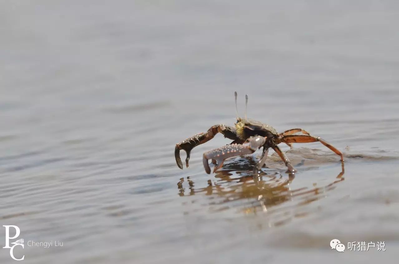 短身大眼蟹( macrophthalmus ababreviatus),潮水退下后,它们常常这样