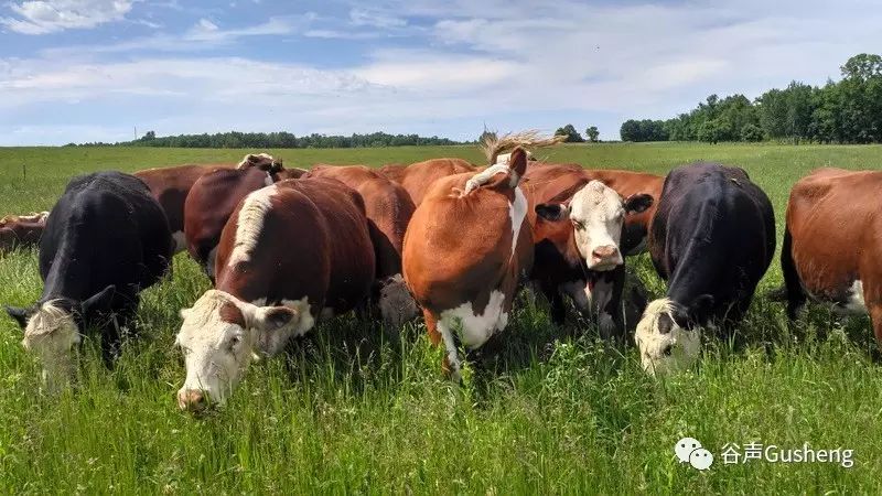 美国一个家庭农场上散养,只吃草,过着高质量生活的牛群