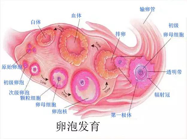 促排卵周期,在卵泡直径>18-20mm时,弊畲蟮穆雅葜本 10mm时,下次监测