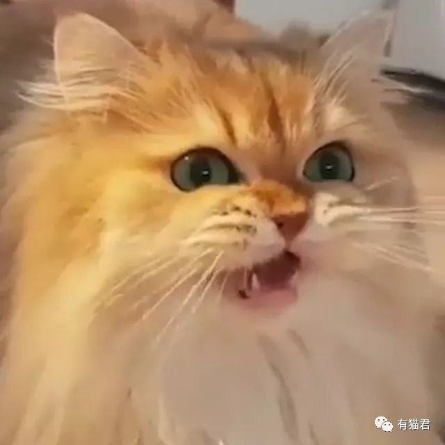 龚琳娜老师,这是您家的猫吗?