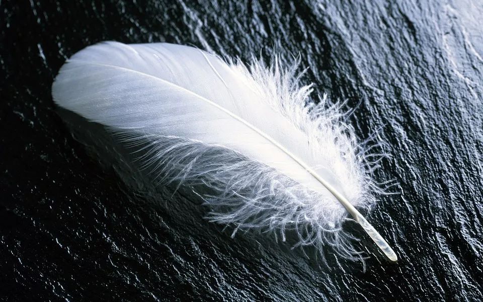 【词汇】千万不要把"white feather"翻译成"白色羽毛"