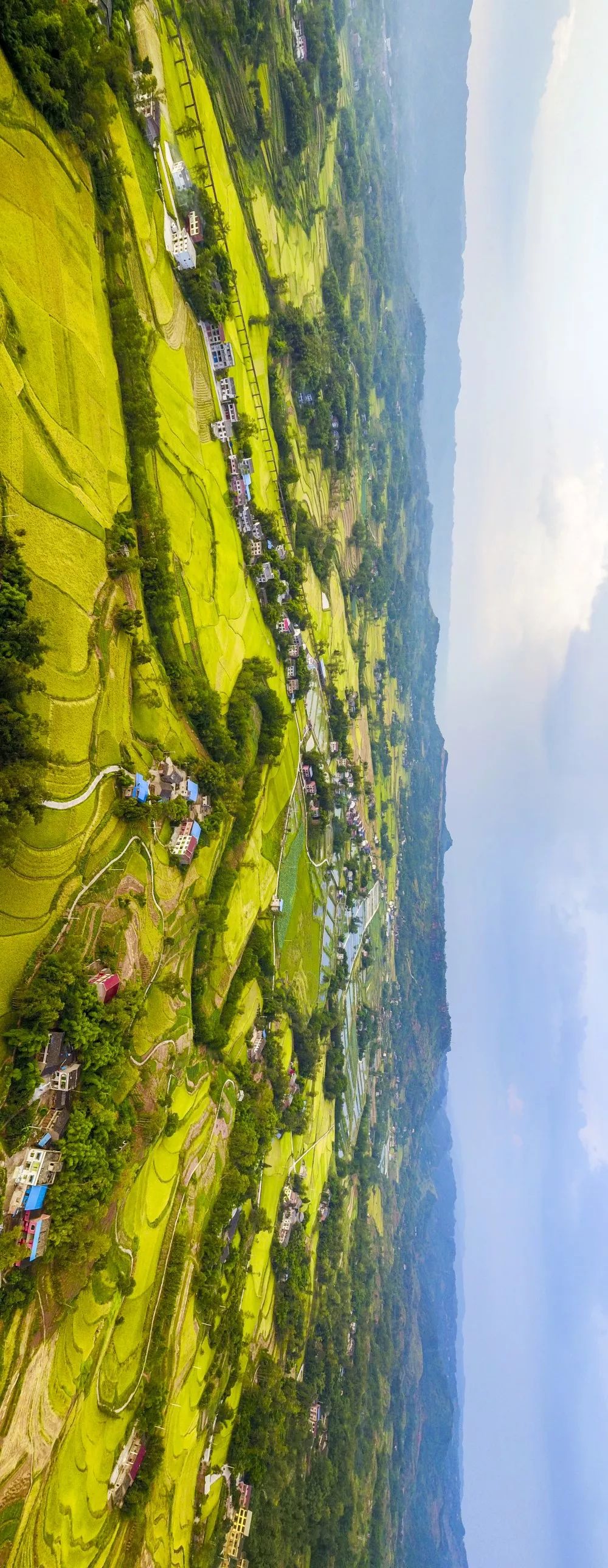 图源 | 梁平旅游 明达镇红八村 黄澄澄的稻子 铺满了明达镇的土地上