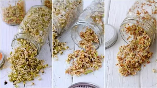    sunflower sprouts in a jar