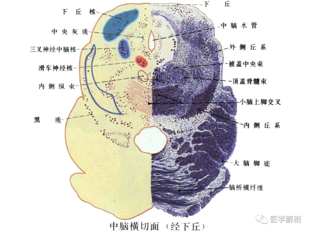 脑干综合征的简洁记忆总结中脑大脑脚脚底【眼【锥】中脑被盖腹