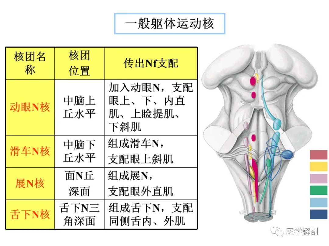 眼【锥】中脑被盖腹内侧【眼【红【黑【感内丘】脑桥腹外侧