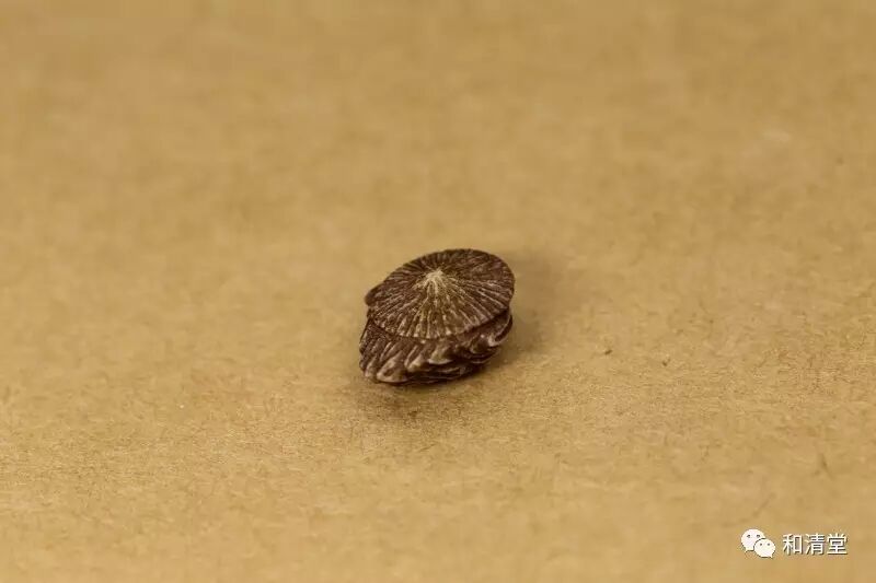 渔歌配饰（封尘）