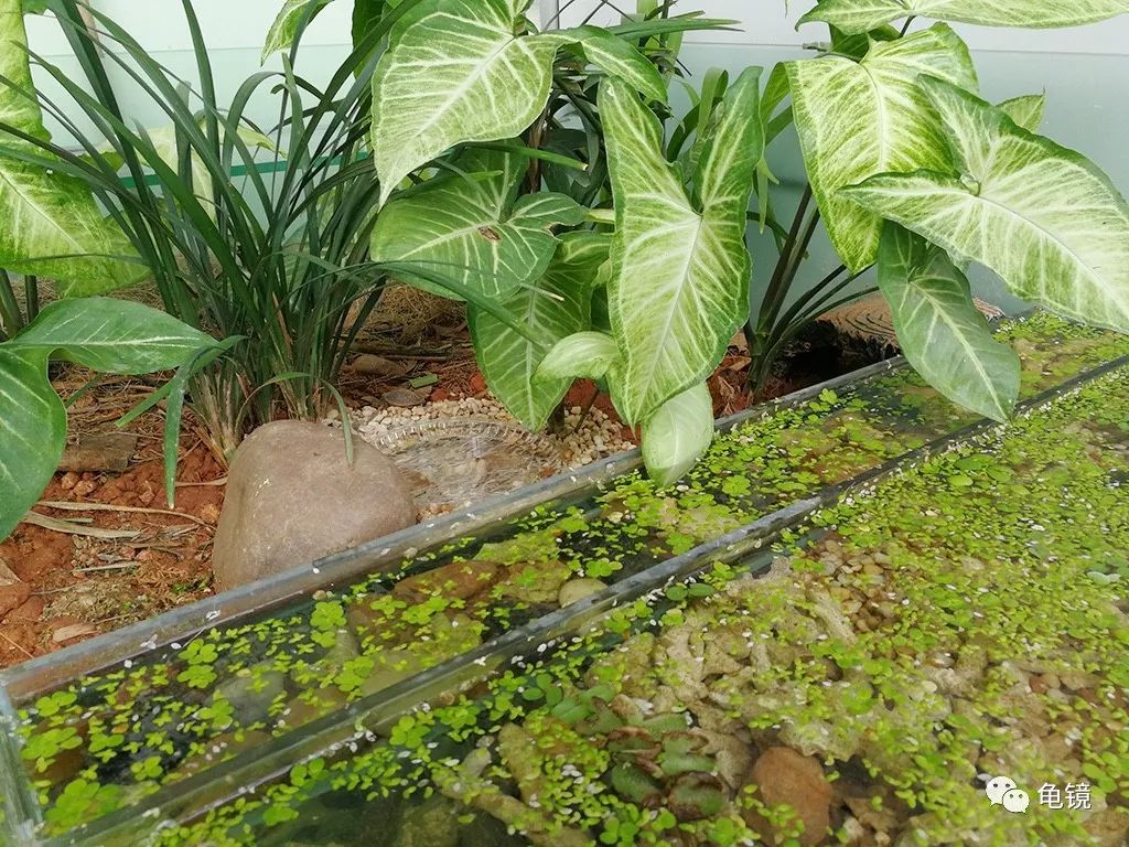 室内半水龟苗的仿野环境营造
