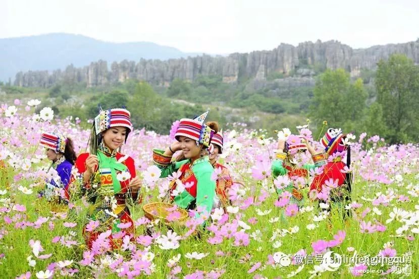 石林阿诗玛文化节:彝王生态牛汤锅千斤牛肉迎宾客