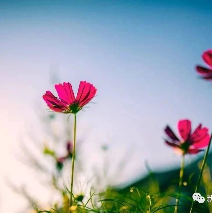 女命歌诀详解3