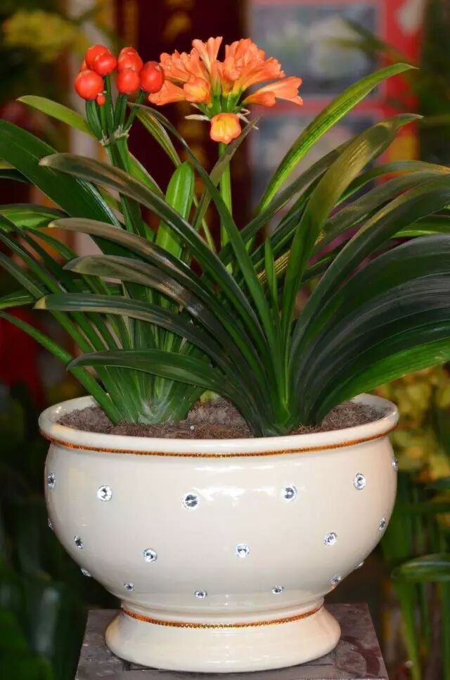 君子兰出现这些问题，教你如何轻松应对