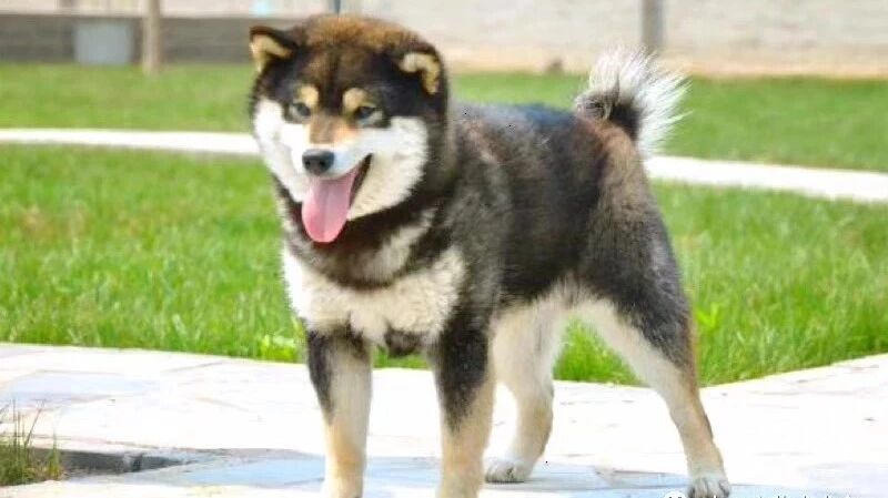 日保会柴犬标准 十二宫柴犬犬舍 微信公众号文章阅读 Wemp