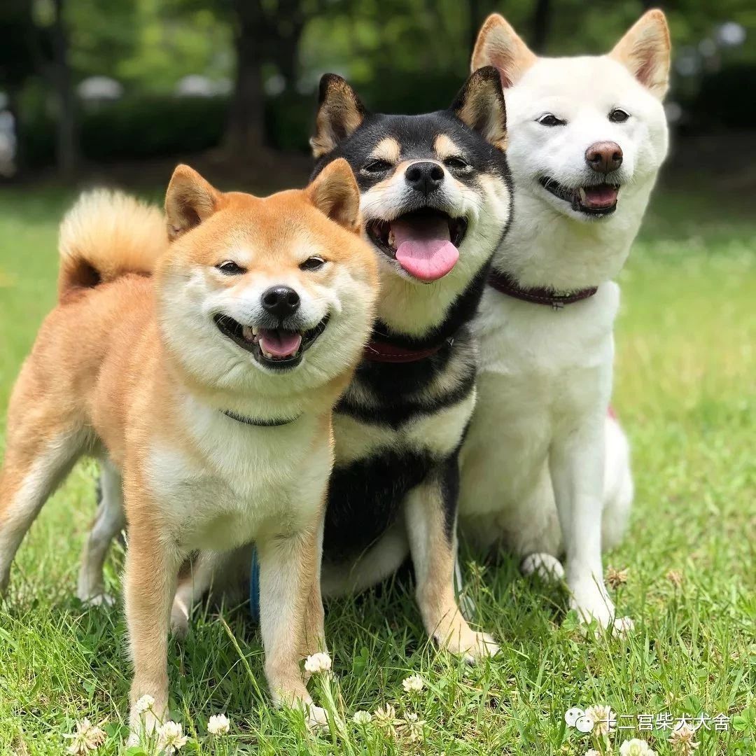 日保会柴犬标准 十二宫柴犬犬舍 微信公众号文章阅读 Wemp