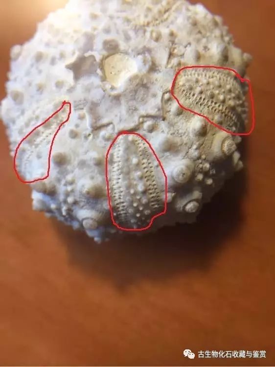 化石鱼化石龙_龙鱼化石图片_化石鱼的图片