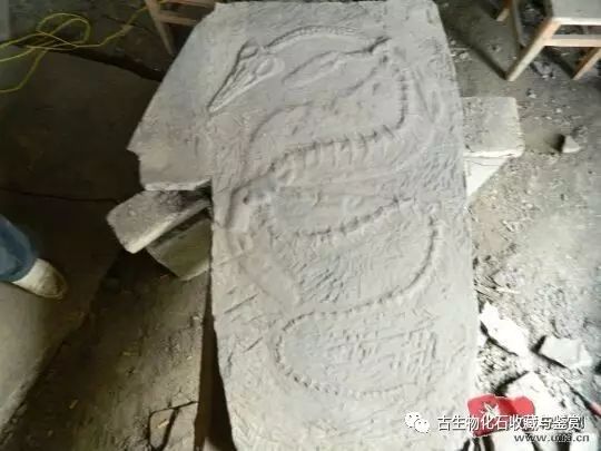 龙鱼化石图片_化石鱼化石龙_化石鱼的图片