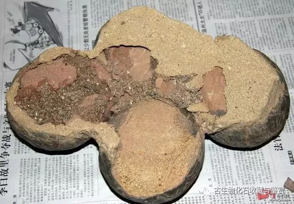 化石鱼化石龙_龙鱼化石图片_化石鱼的图片