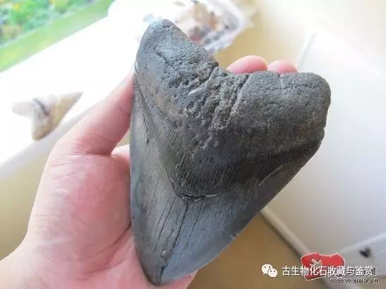 化石鱼的图片_龙鱼化石图片_化石鱼化石龙