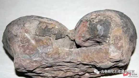 龙鱼化石图片_化石鱼的图片_化石鱼化石龙