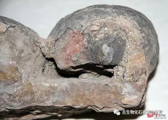 化石鱼的图片_化石鱼化石龙_龙鱼化石图片