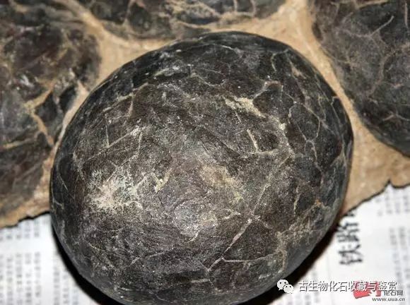 化石鱼的图片_龙鱼化石图片_化石鱼化石龙