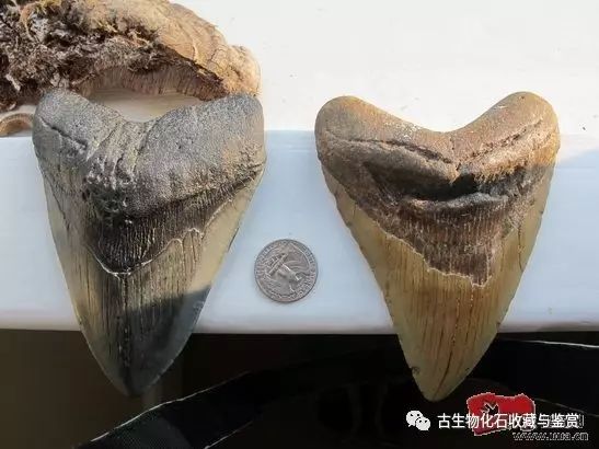 龙鱼化石图片_化石鱼的图片_化石鱼化石龙